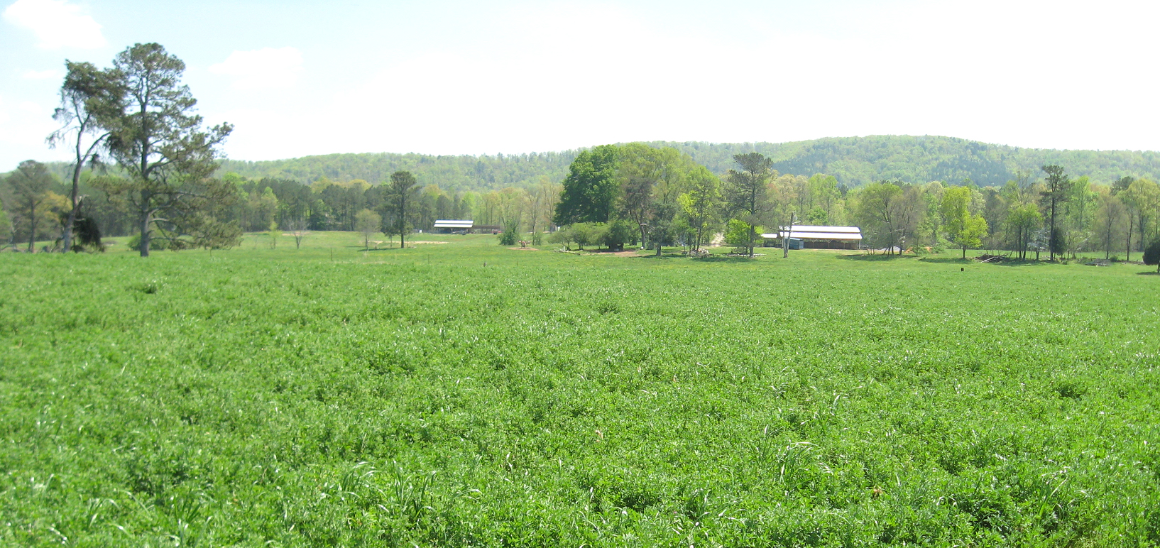 Alfalfa Farm
